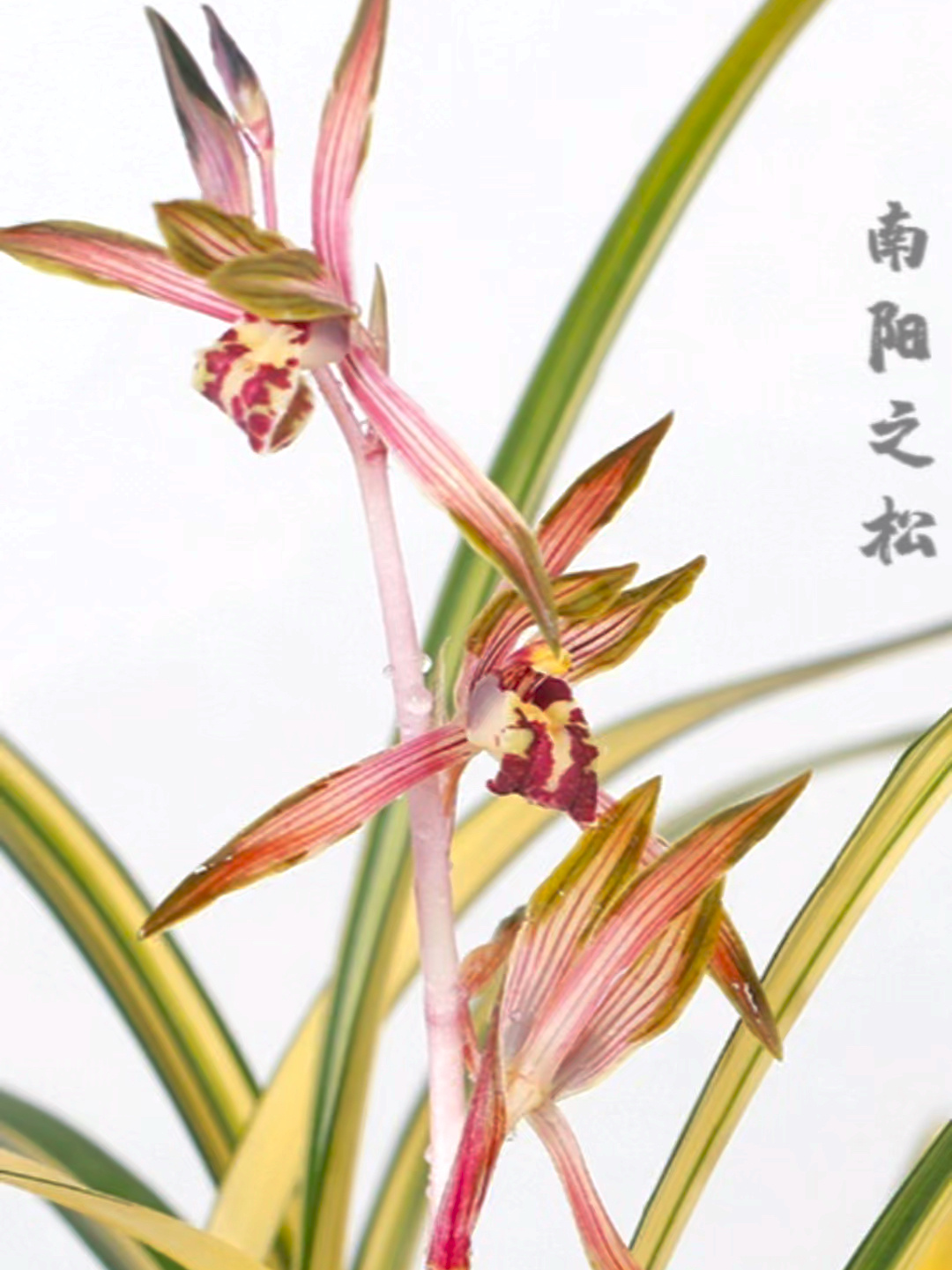 墨兰南阳之松——特金奖05花艺双全-度小视