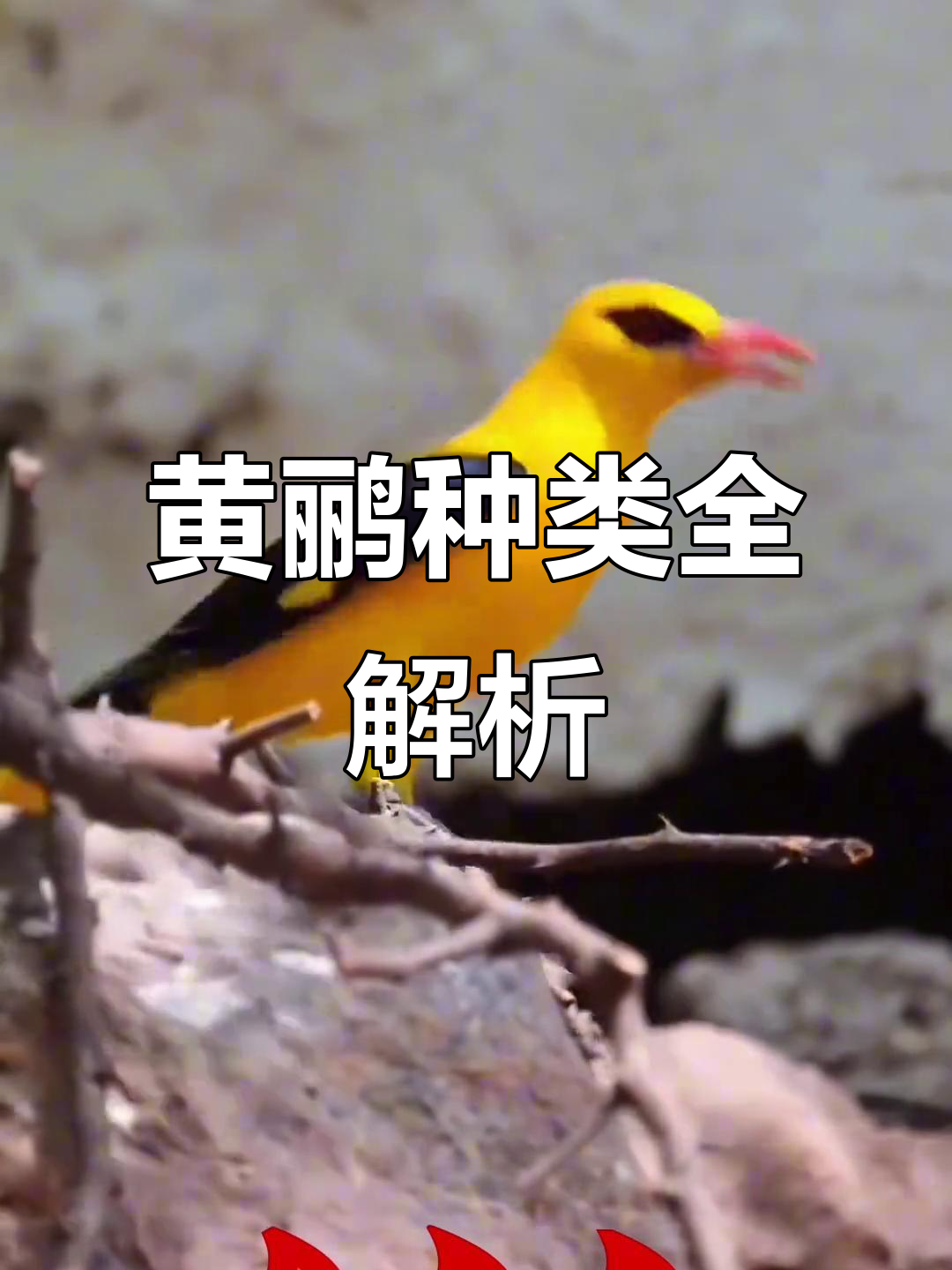 中国黄鹂种类大揭秘,你见过几种?