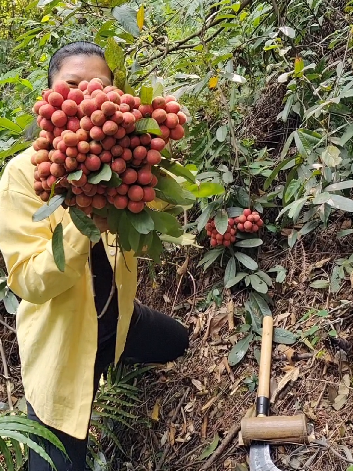 这种野果还有很多人不认识它,这种野果是瓜馥木的果实叫香藤果