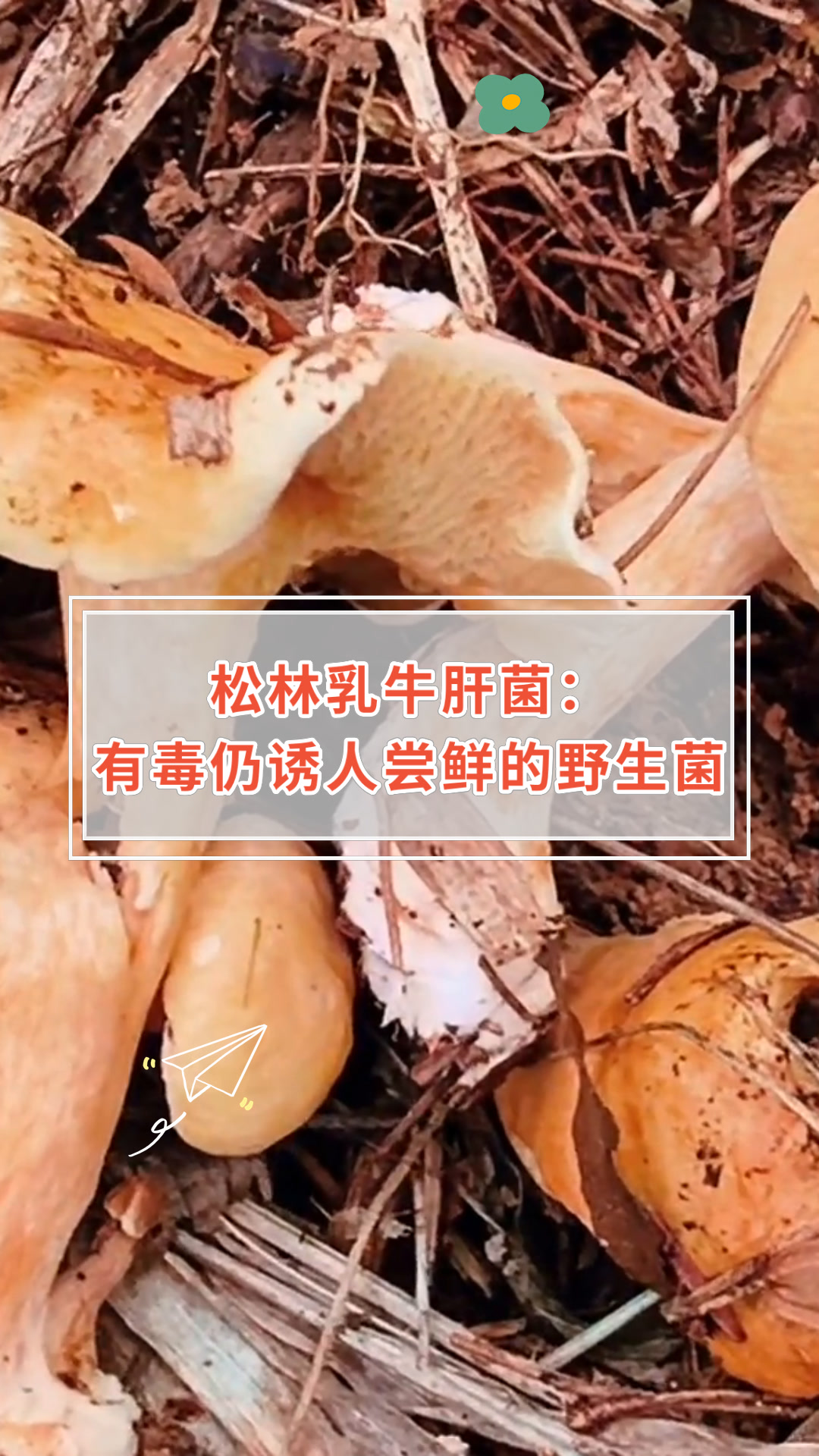 松林乳牛肝菌:有毒仍诱人尝鲜的野生菌