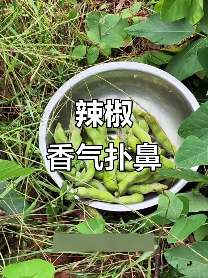 江西老虎豆,辣味十足,越嚼越香,吃一次就停不下来!