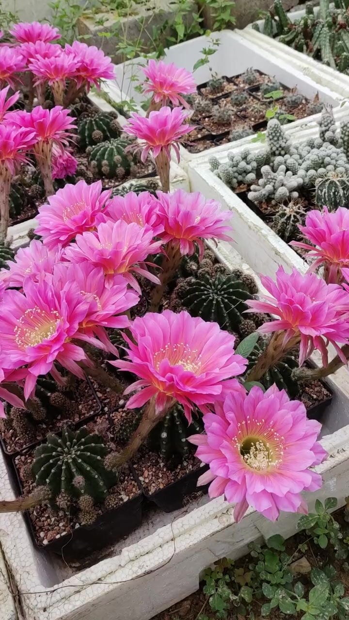 绯花玉仙人球盆栽四季开花好活净化