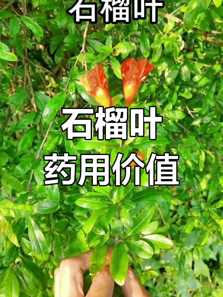 石榴叶的神奇功效,泡茶煮水皆宜