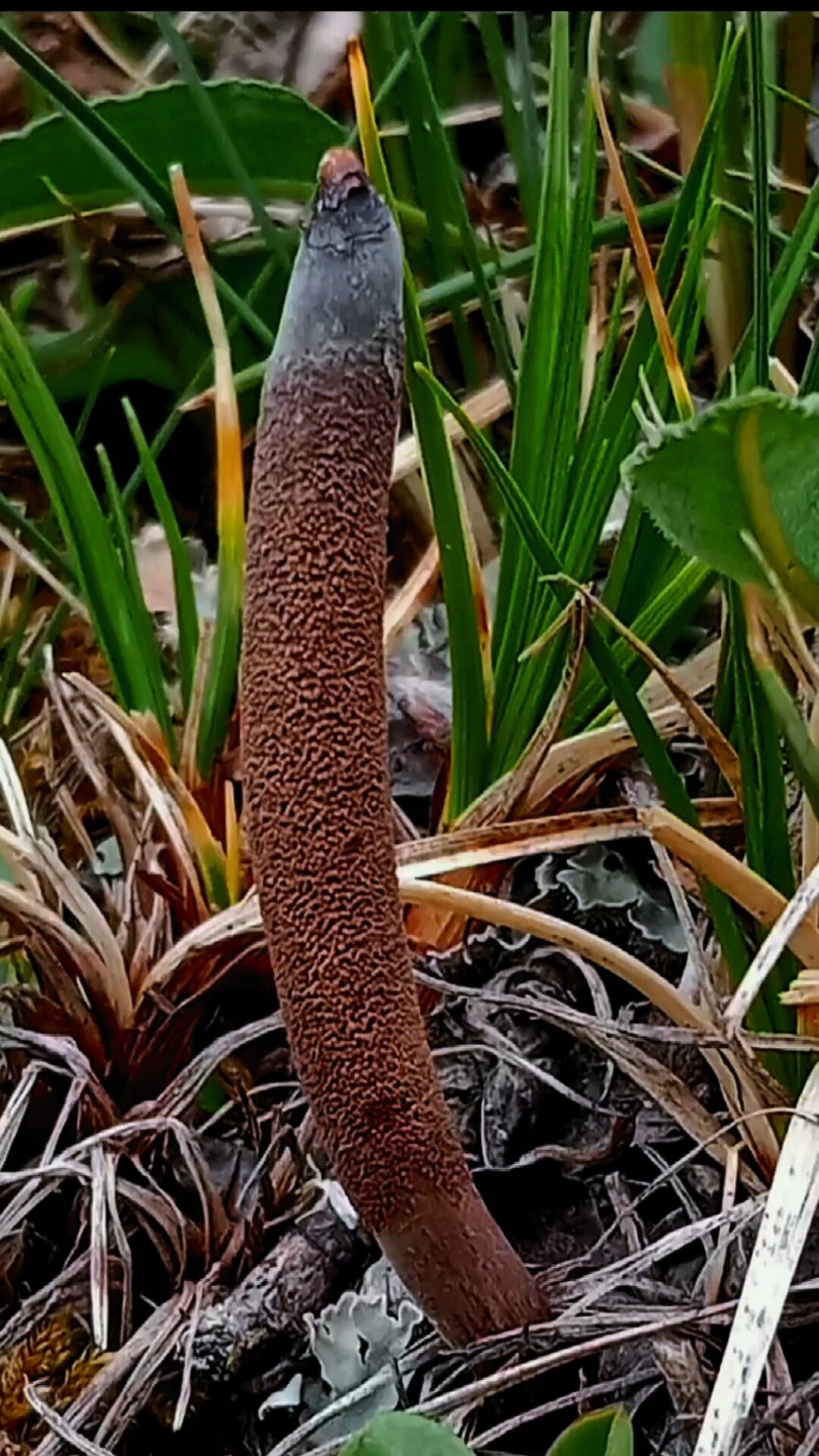 虫草花长在什么植物上图片