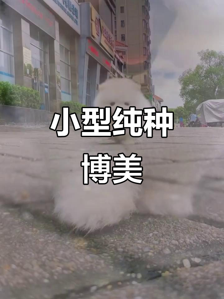 超小体博美犬,成年仅3斤,迷你可爱到不行