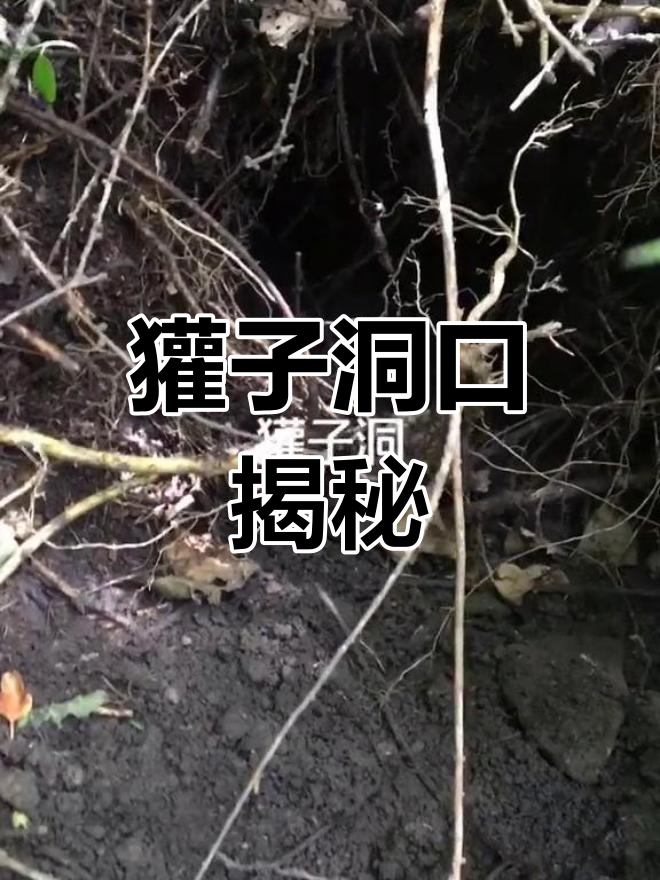发现獾子洞,夜间活动迹象