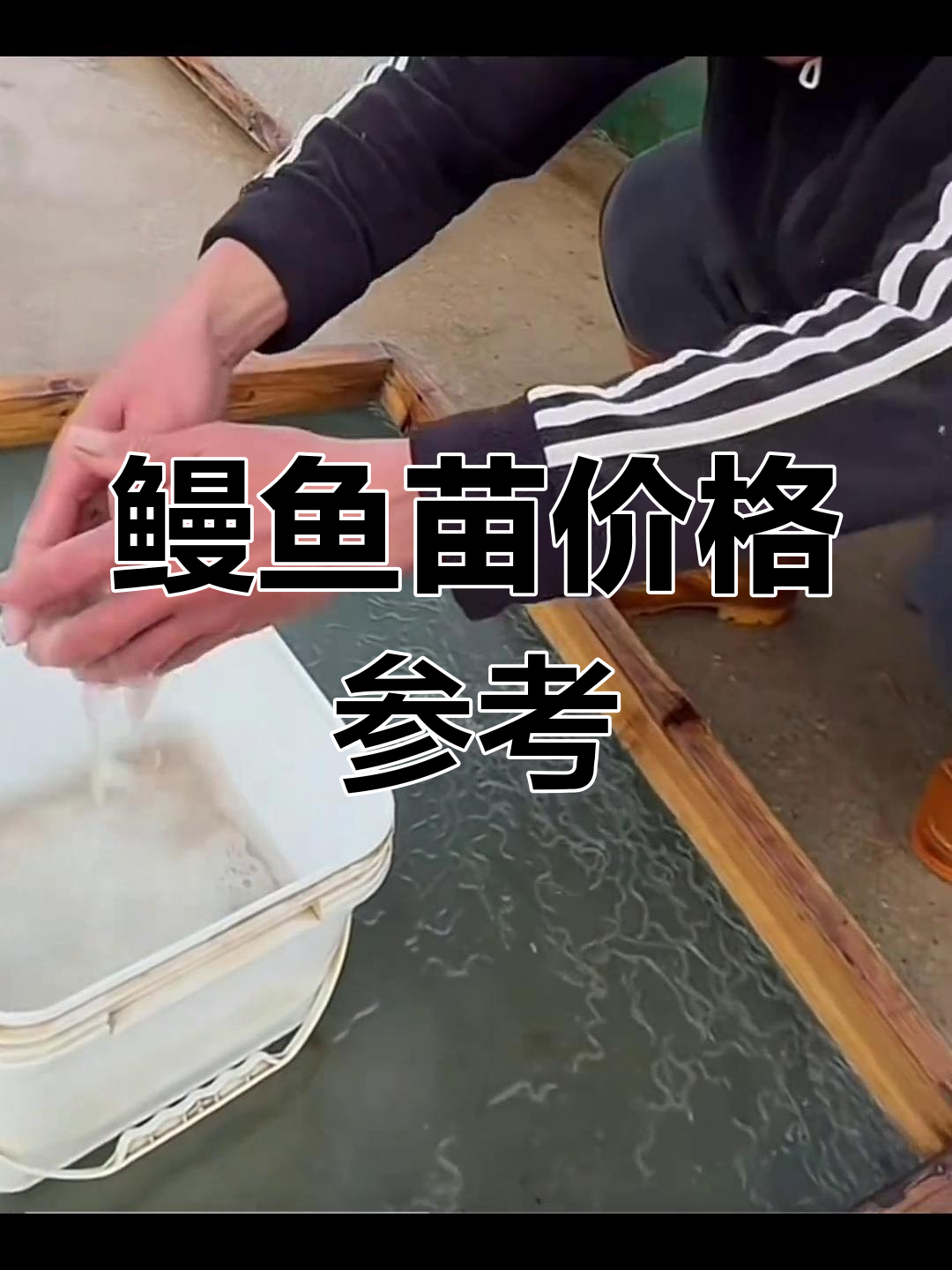 2月17日鳗鱼苗市场动态,仅供参考