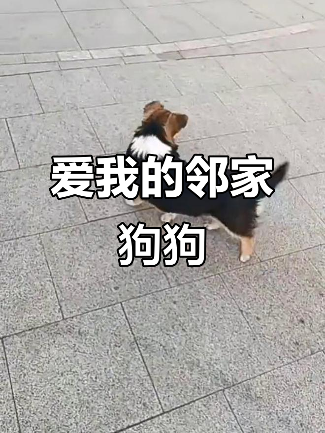 邻居家的边牧柯基串串狗,聪明可爱又调皮