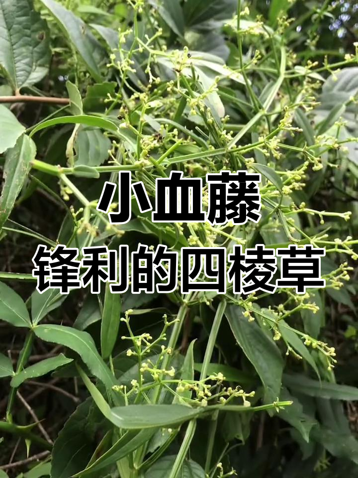 认识小血藤,四棱草的锋利与美丽