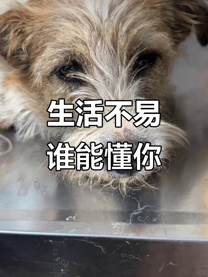 皮皮好了,花花又来了!生活不易,谁又能理解你的苦?