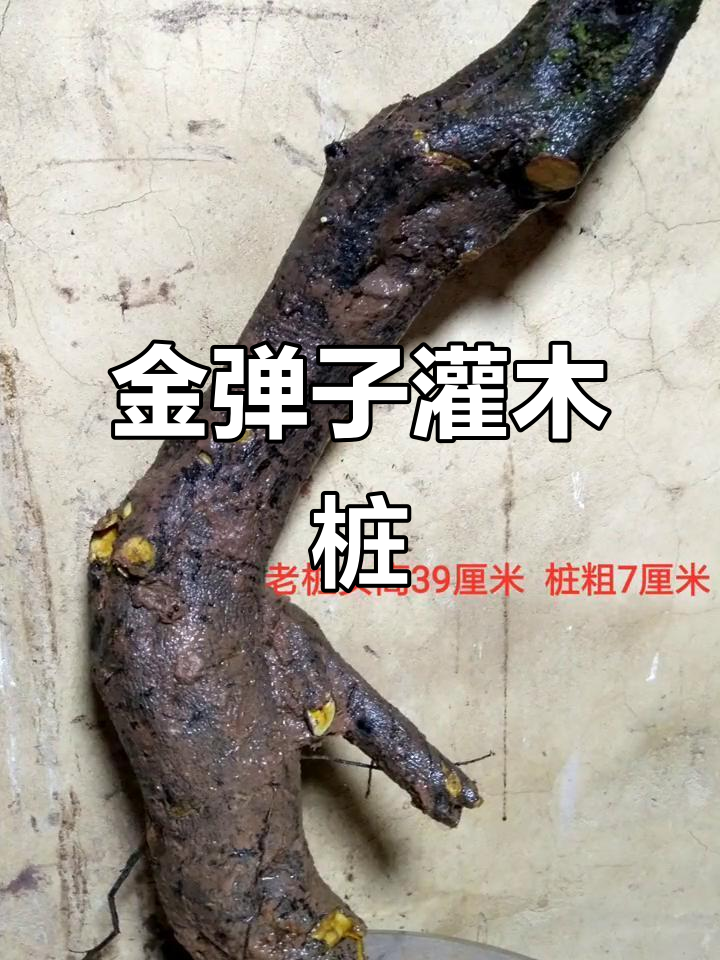 金弹子诗歌（称赞
金弹子的对联）《赞美金弹子的对联》
