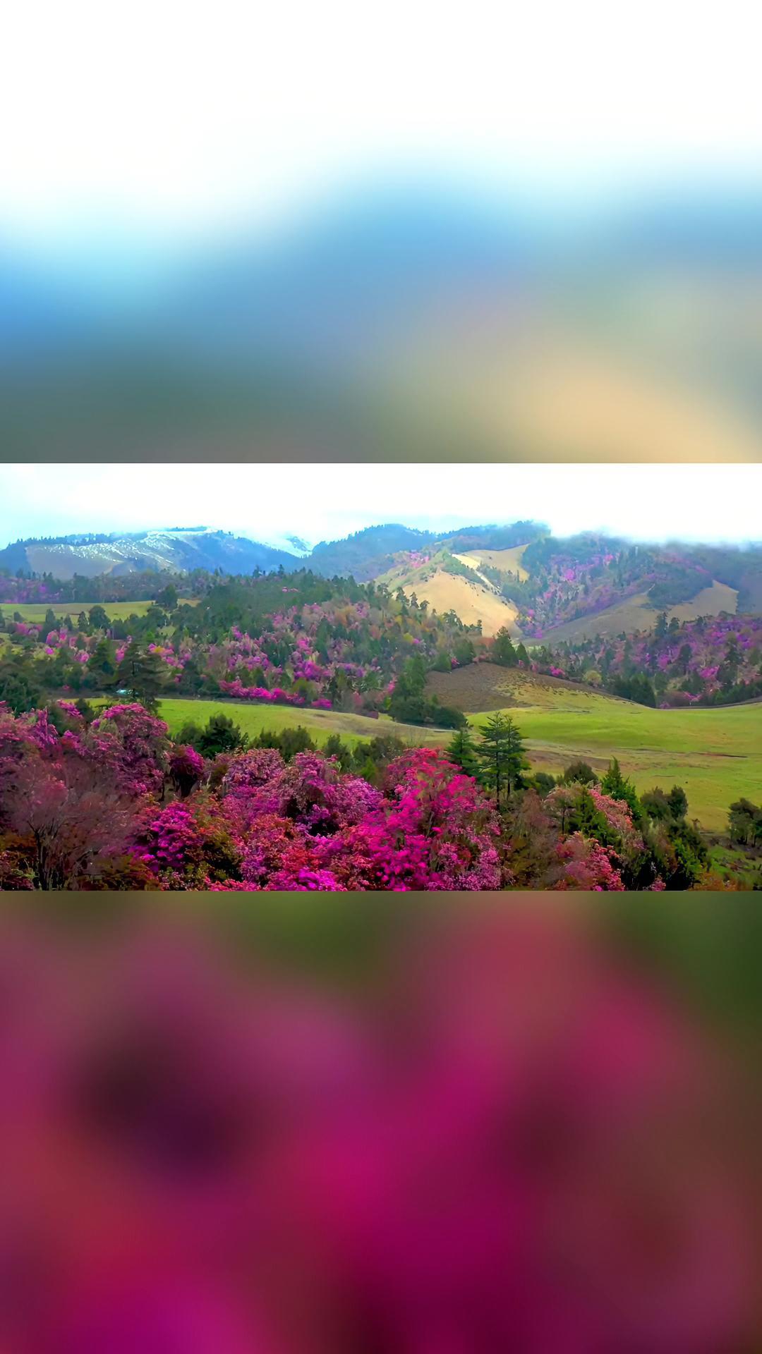 美爆五月丽江格拉丹花开成海拍摄杨宏峰五月花海