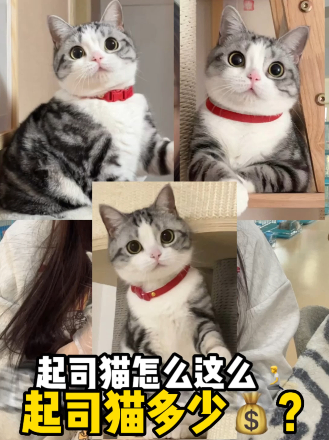 美短加白起司猫多少钱?