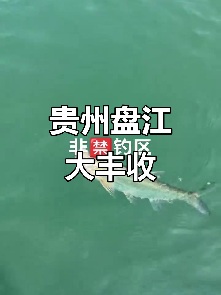 贵州盘江的美丽米翘,10条鱼重达160斤!