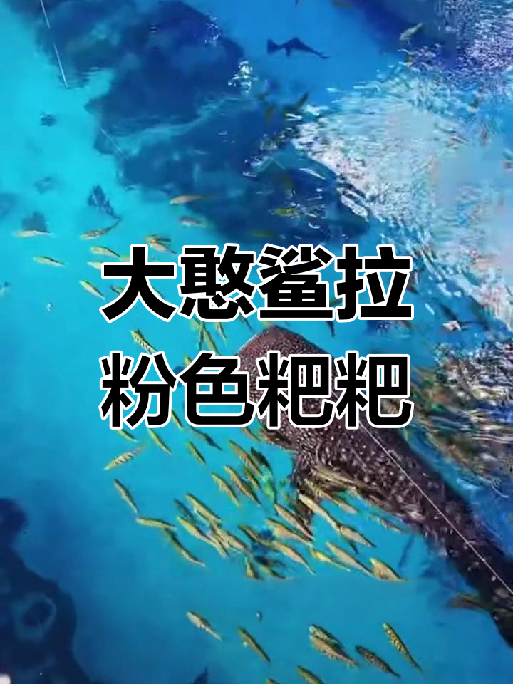 粉红便便的可爱鲨鱼,竟然吃磷虾!