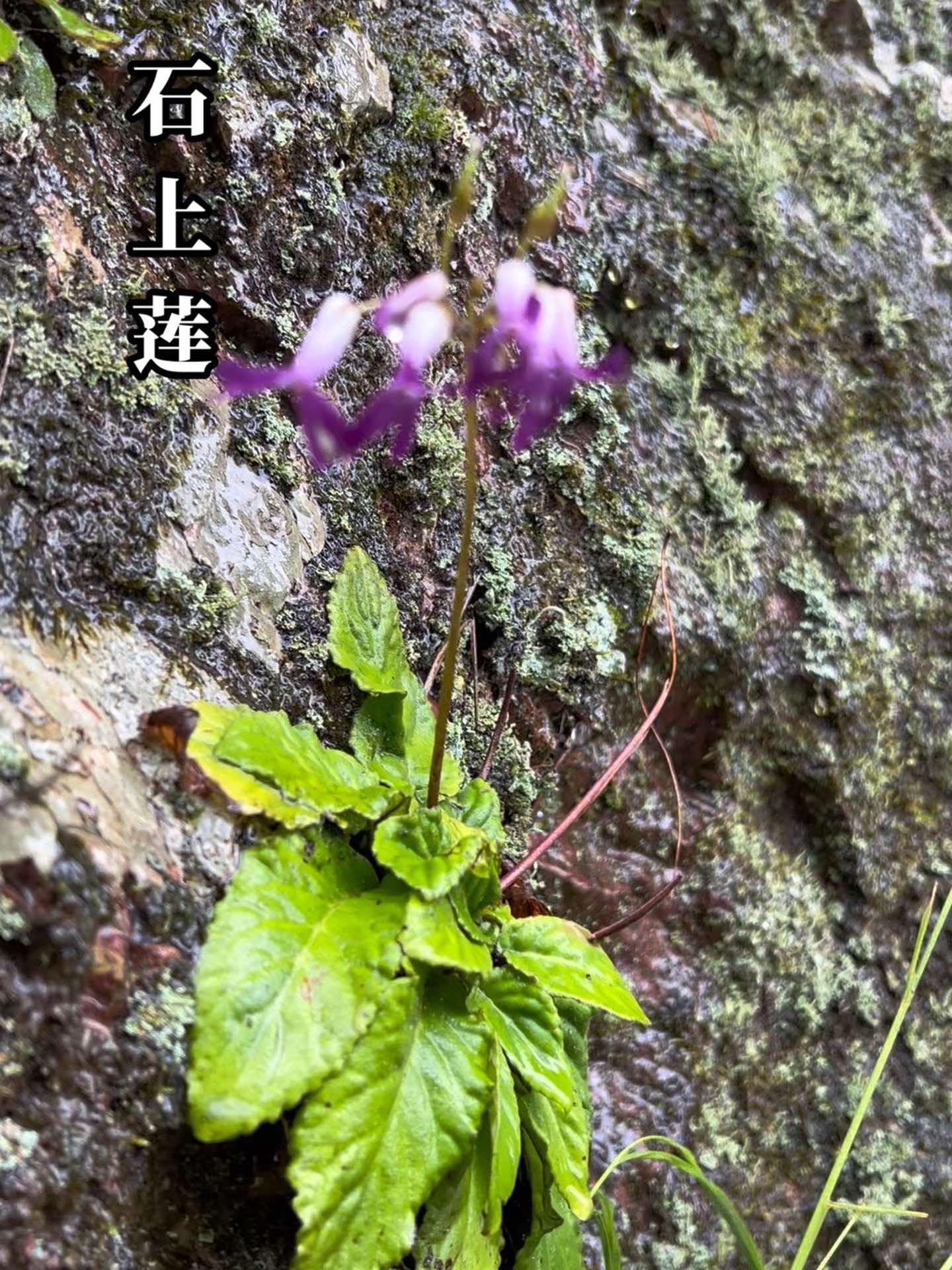 石上莲,又叫软肝草!识百草