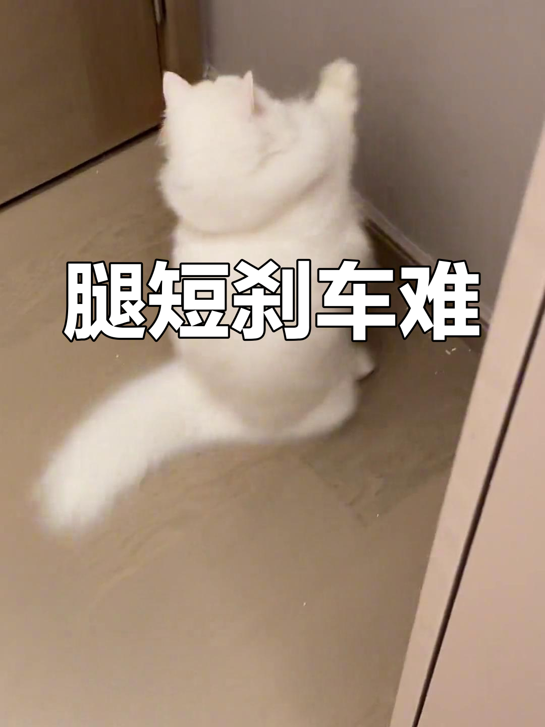 腿短刹不住车,矮脚猫的搞笑瞬间