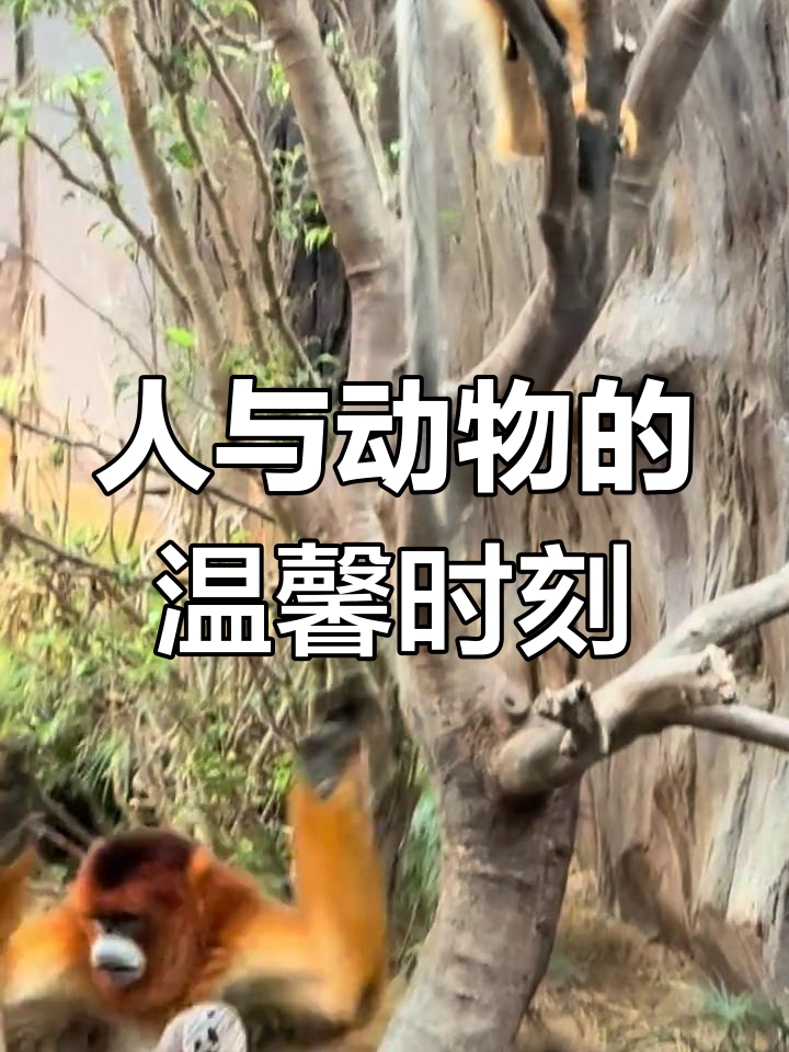 动物与人类和谐共处,奇妙互动瞬间