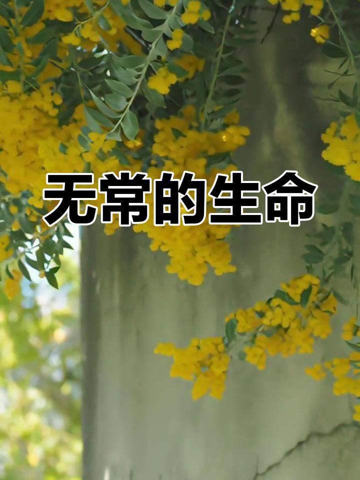 8月7日,生命如火,无常是常态