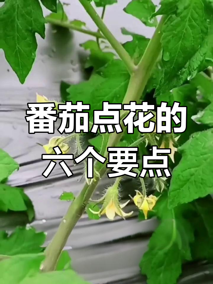 西红柿点花技巧大揭秘,六大步骤教你正确操作