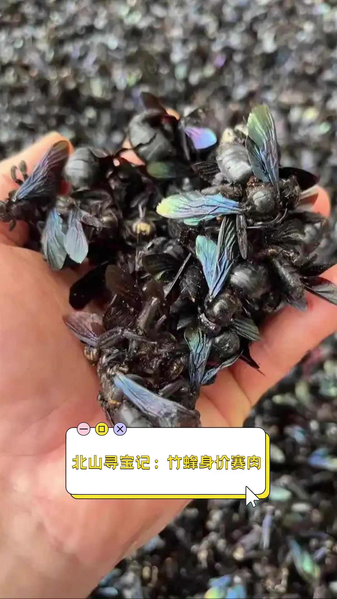 致富经养野蜂(致富经养马蜂技术视频)