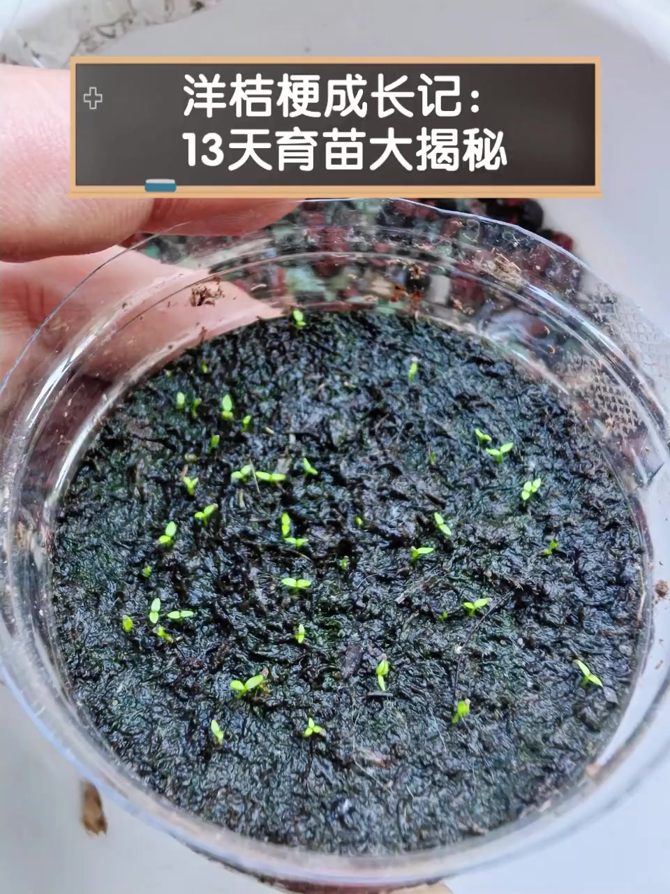 洋桔梗成长记:13天育苗大揭秘