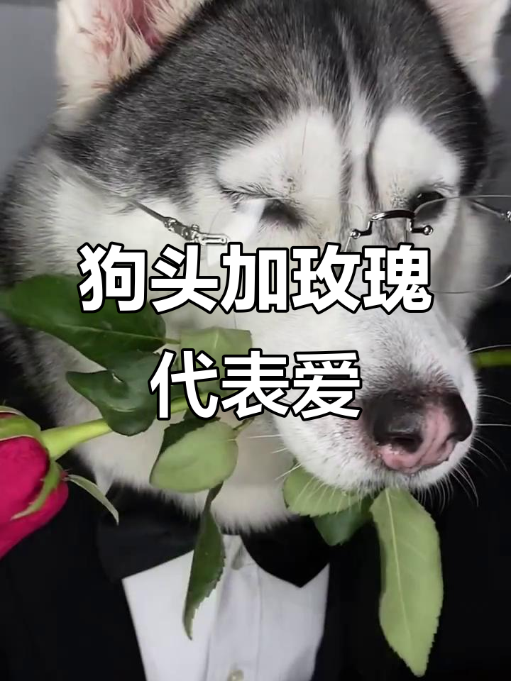哈士奇深情表情,玫瑰完美搭配
