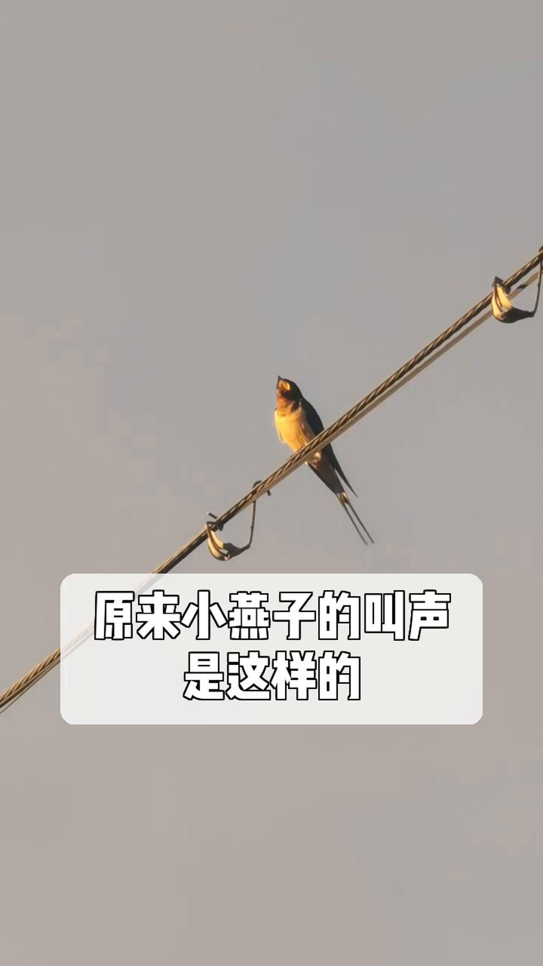 原来小燕子的叫声,是这样的