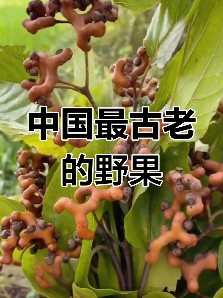 拐枣:古老水果的营养价值