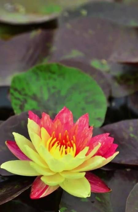 圆明园现红黄双色睡莲