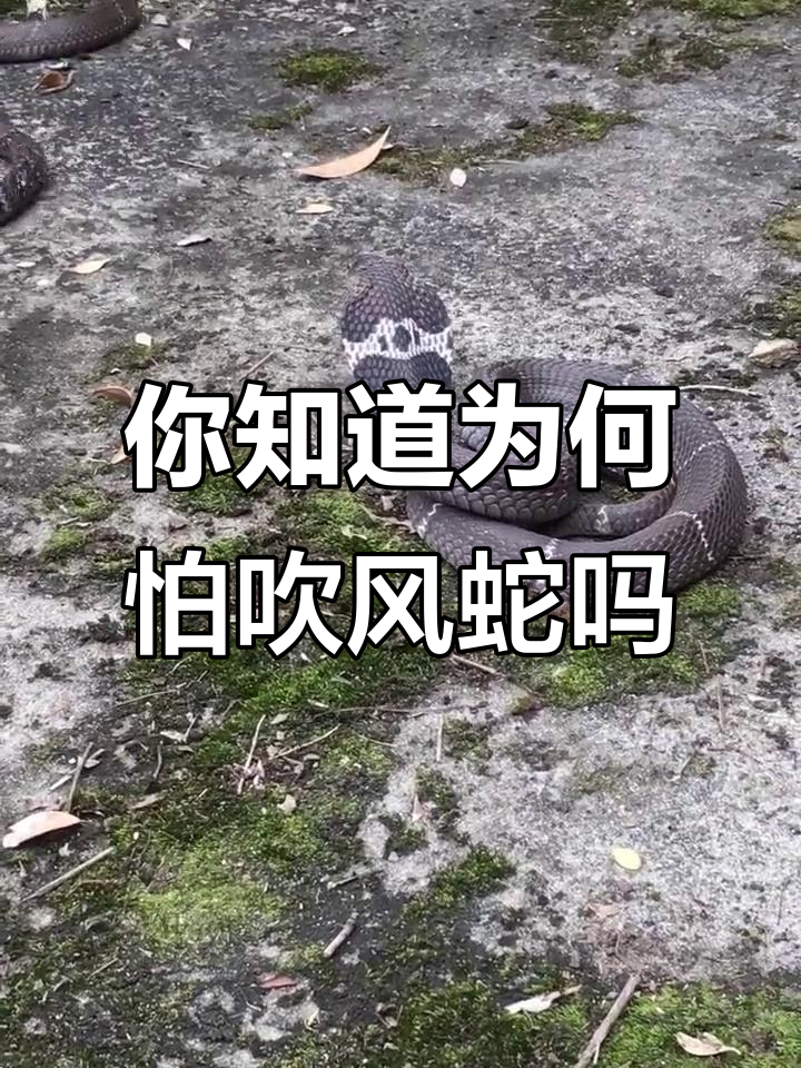 为什么吹风蛇让人如此害怕?揭秘原因