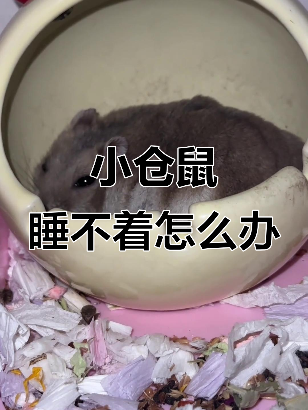 仓鼠为什么一直睡觉