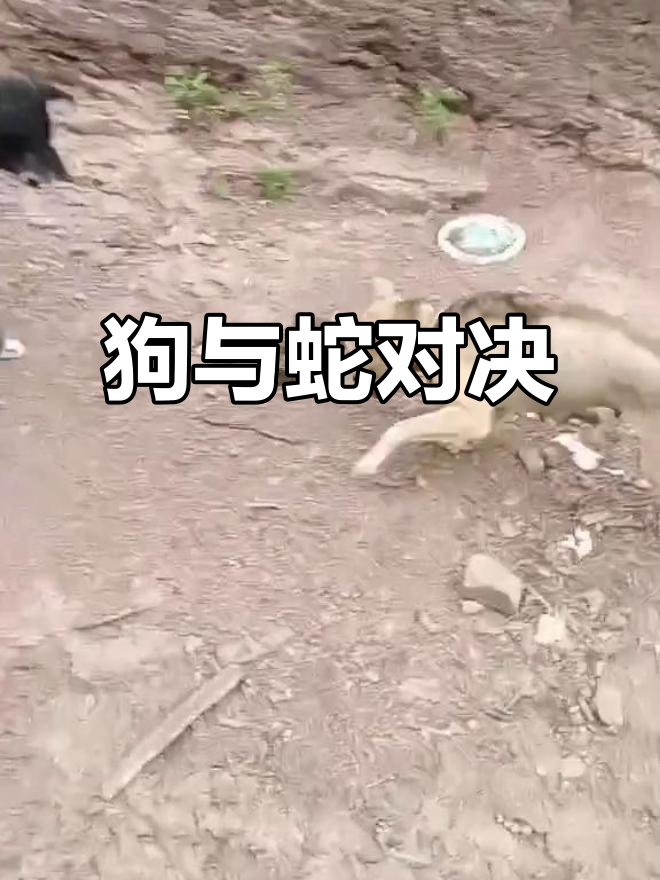 蛇竟敢闯入家门,土狗勇斗毒蛇!