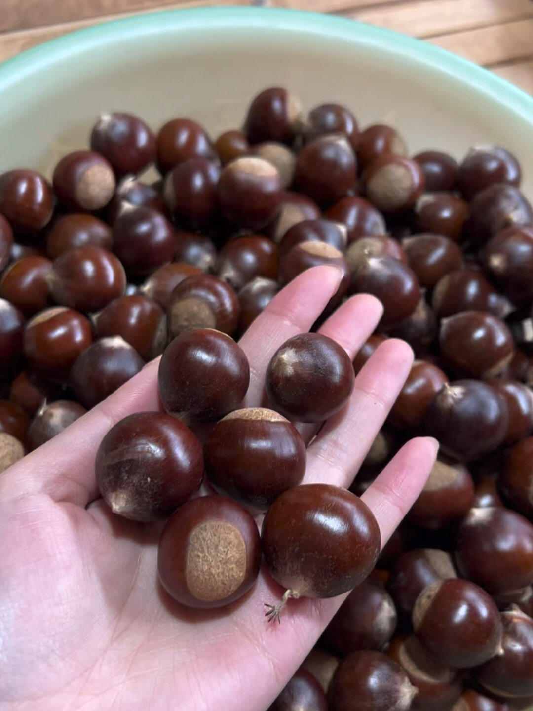 野生小毛栗超好吃非常容易剥壳香甜粉糯