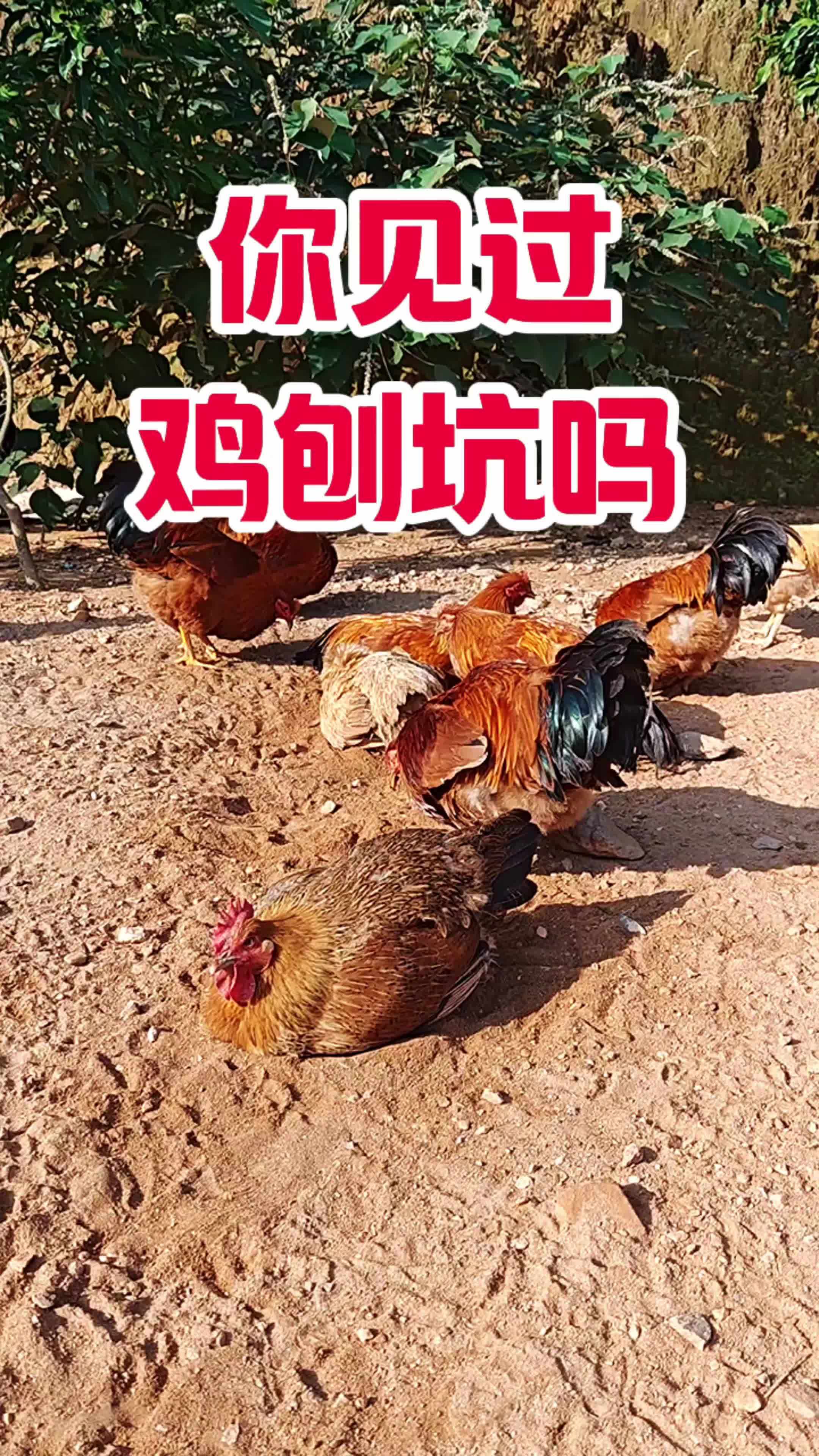 农村创业养鸡挣钱吗知乎(在农村创业养鸡需要什么条件)