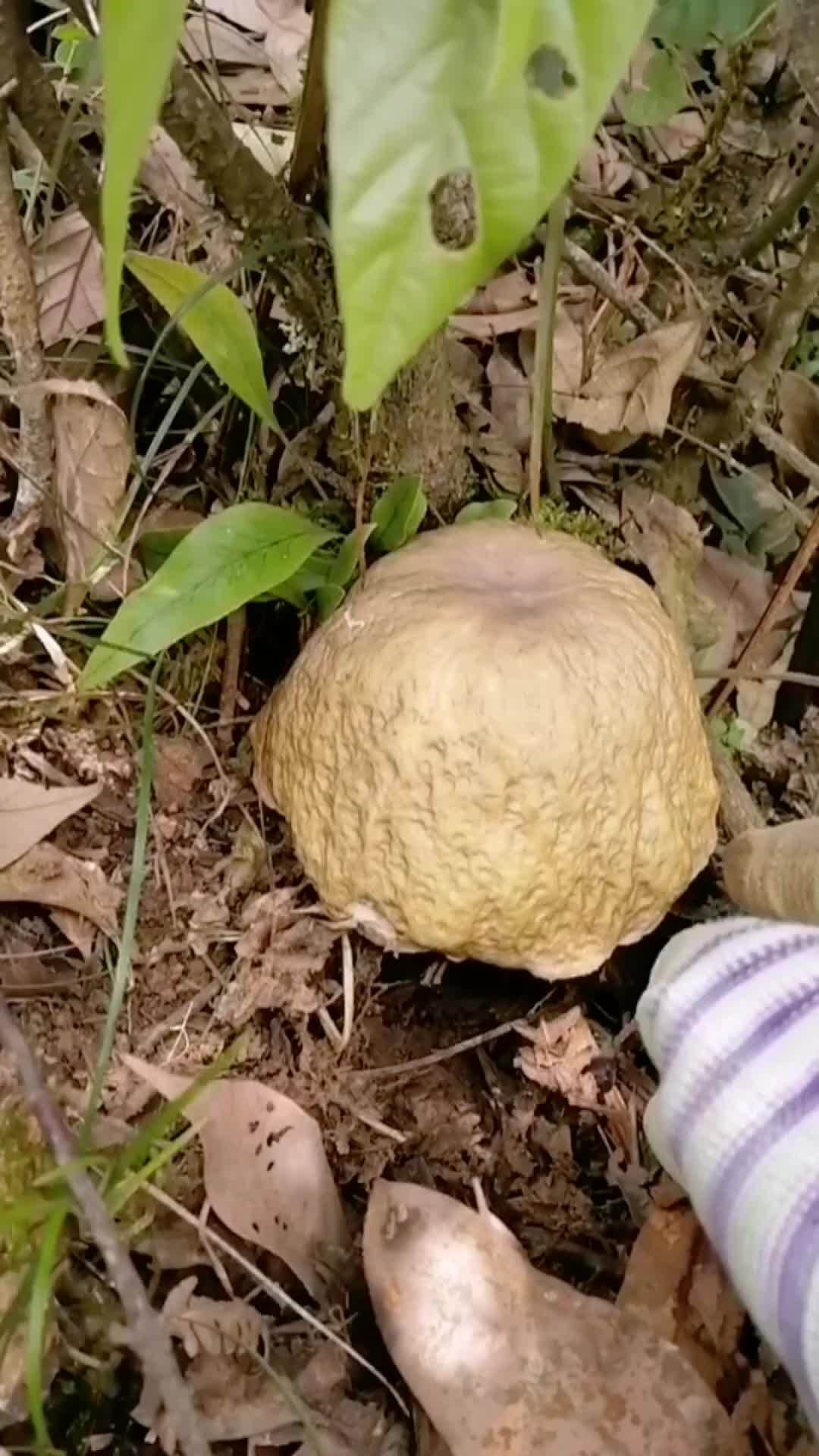 一种很多人还不敢吃的野生菌,紫褐牛肝菌,是不是你的梦中情菇?-度小视