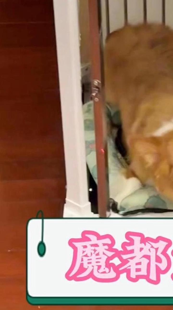 自古深情留不住,唯得套路得狗