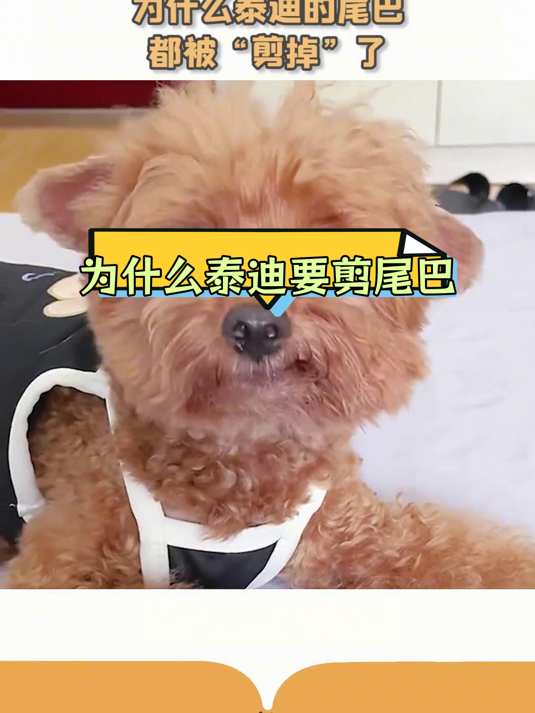 小体泰迪寿命一般能活多少年为什么在线