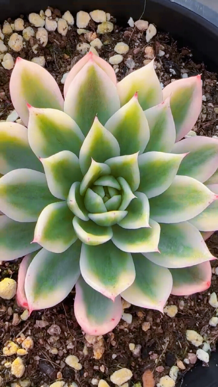 蝴蝶飞锦,蝴蝶锦