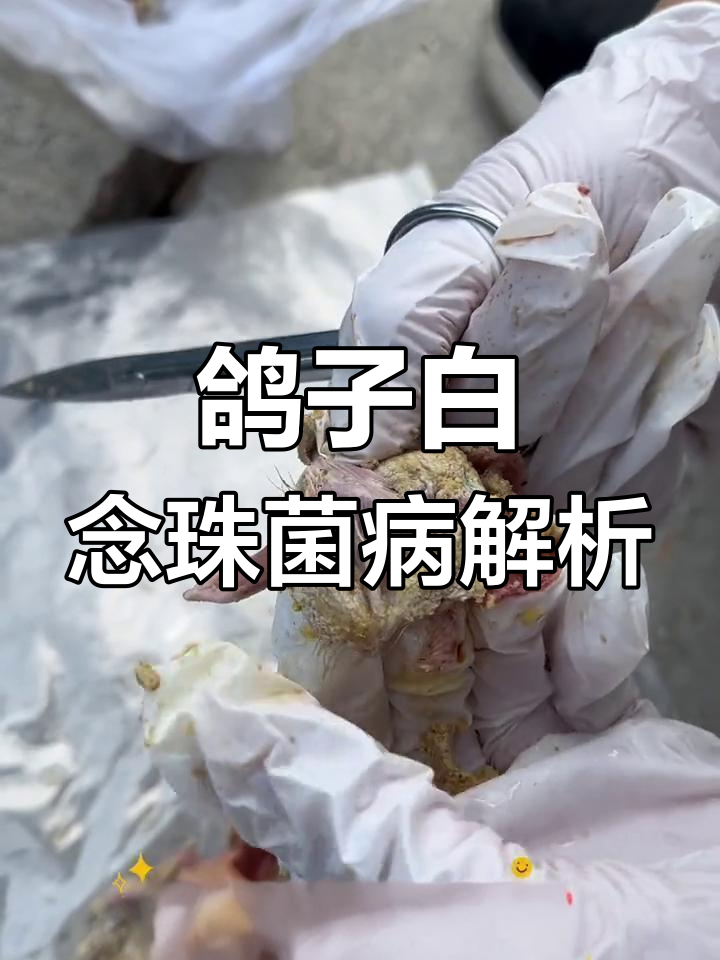 鸽子真菌感染严重,白色尾脖和心肌肥大揭示问题