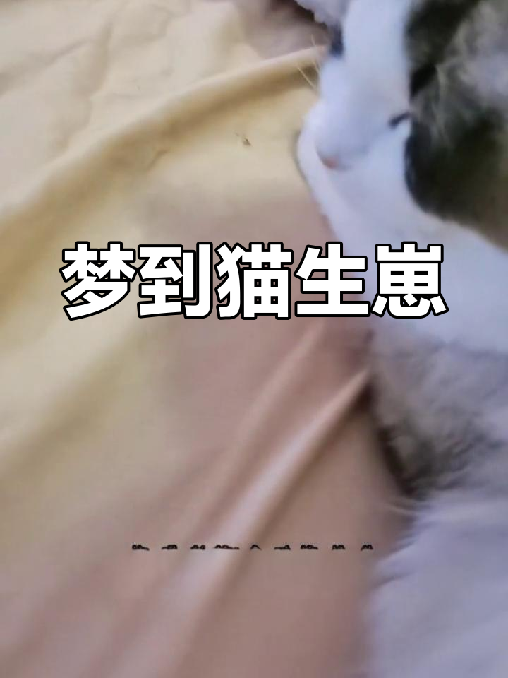 梦见猫生孩子图片