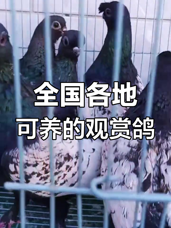 极品麻背鸽子图片