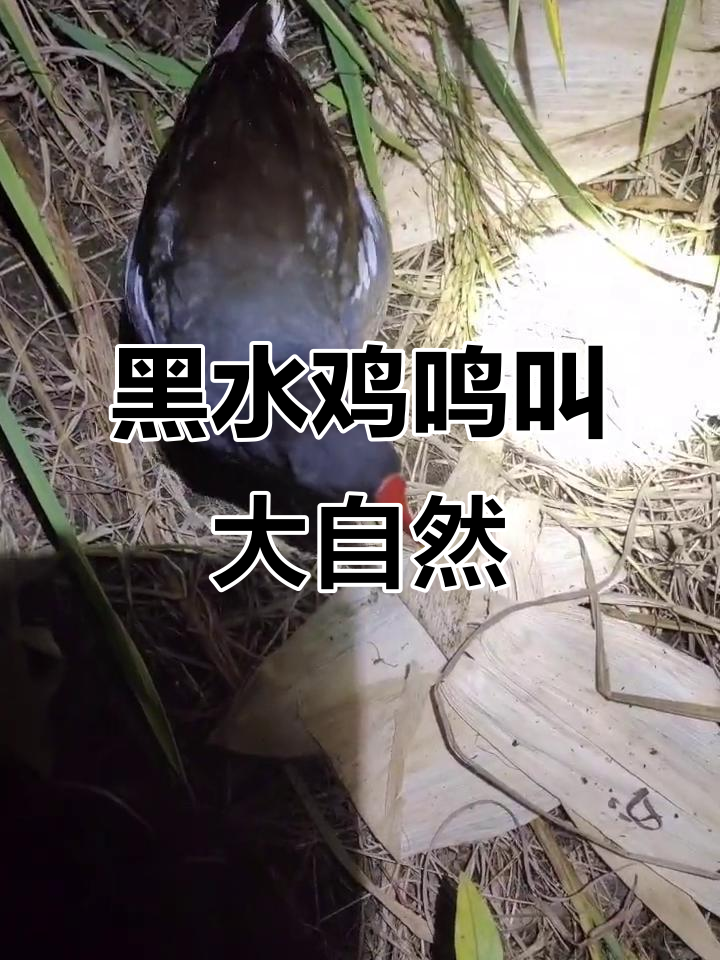 每天聆听大自然的美丽声音,黑水鸡的叫声让人心旷神怡