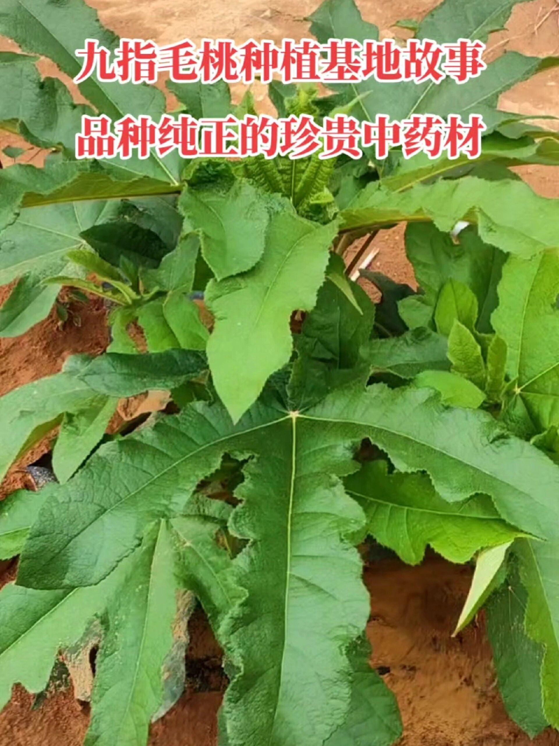 最好道地漳州府极品细叶九指毛桃品种
