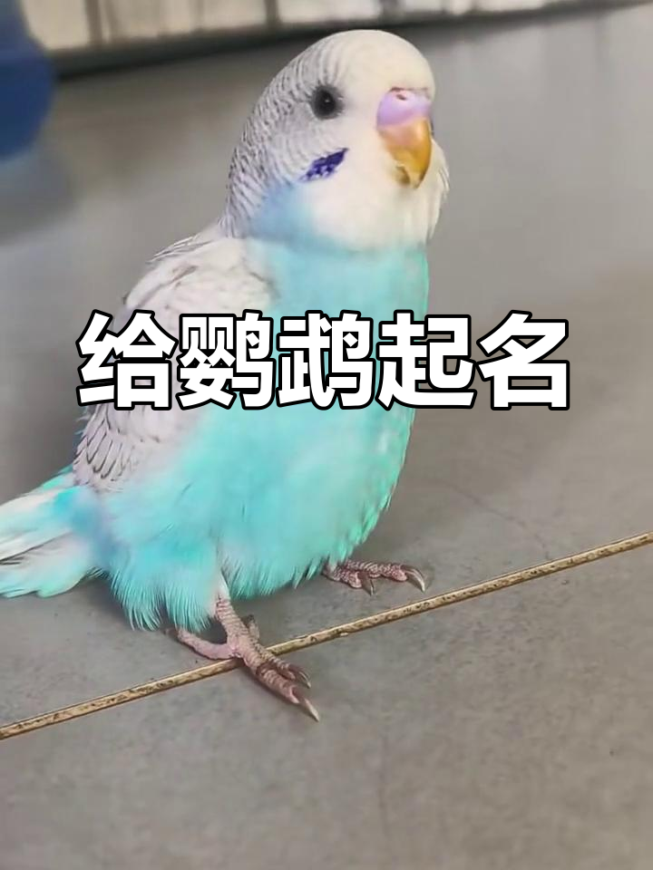 虎皮鹦鹉取名字,萌态十足!