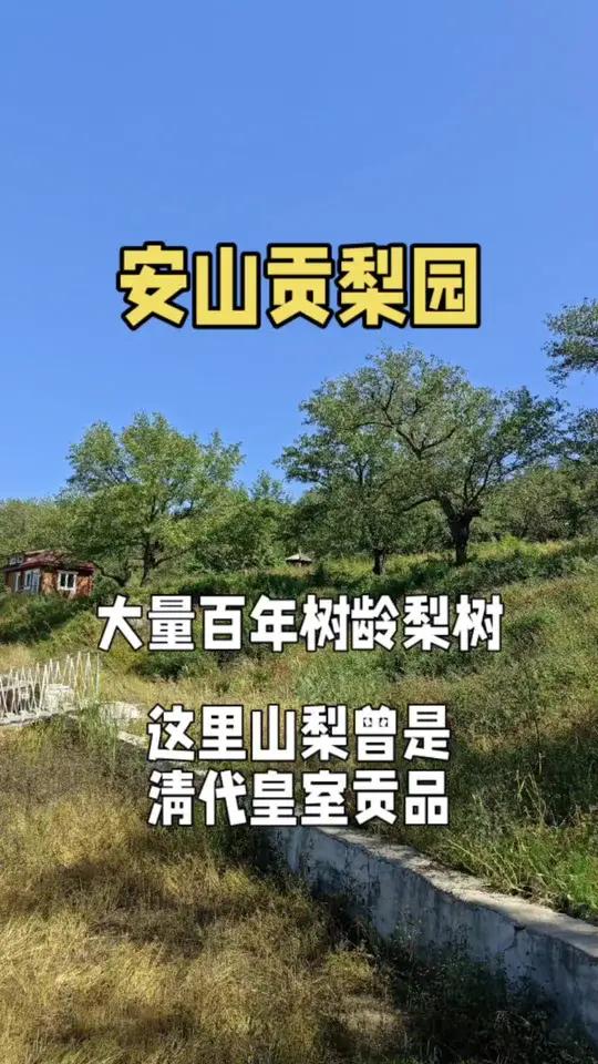 吉林市龙潭区江密峰镇安山村的安山贡梨园,历史悠久