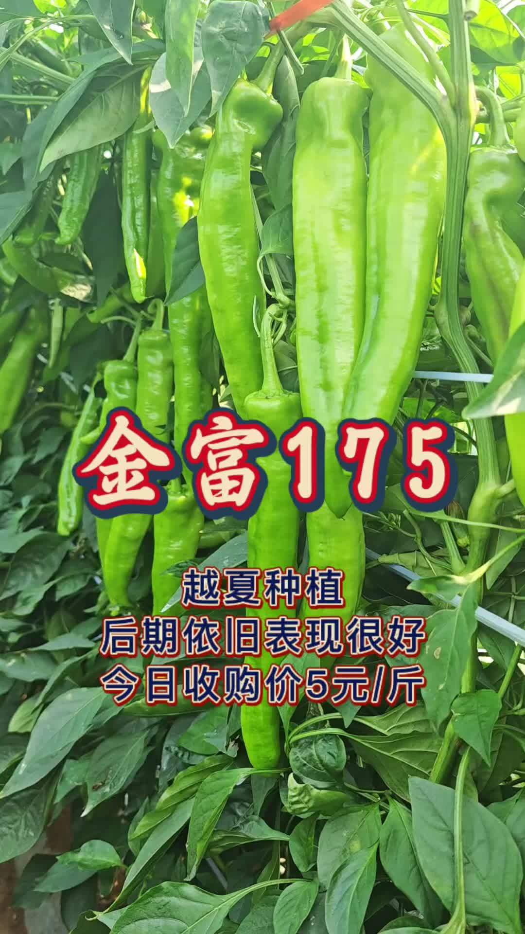 金富175大果黄绿皮尖椒,越夏种植后期依旧表现很好,都是果!