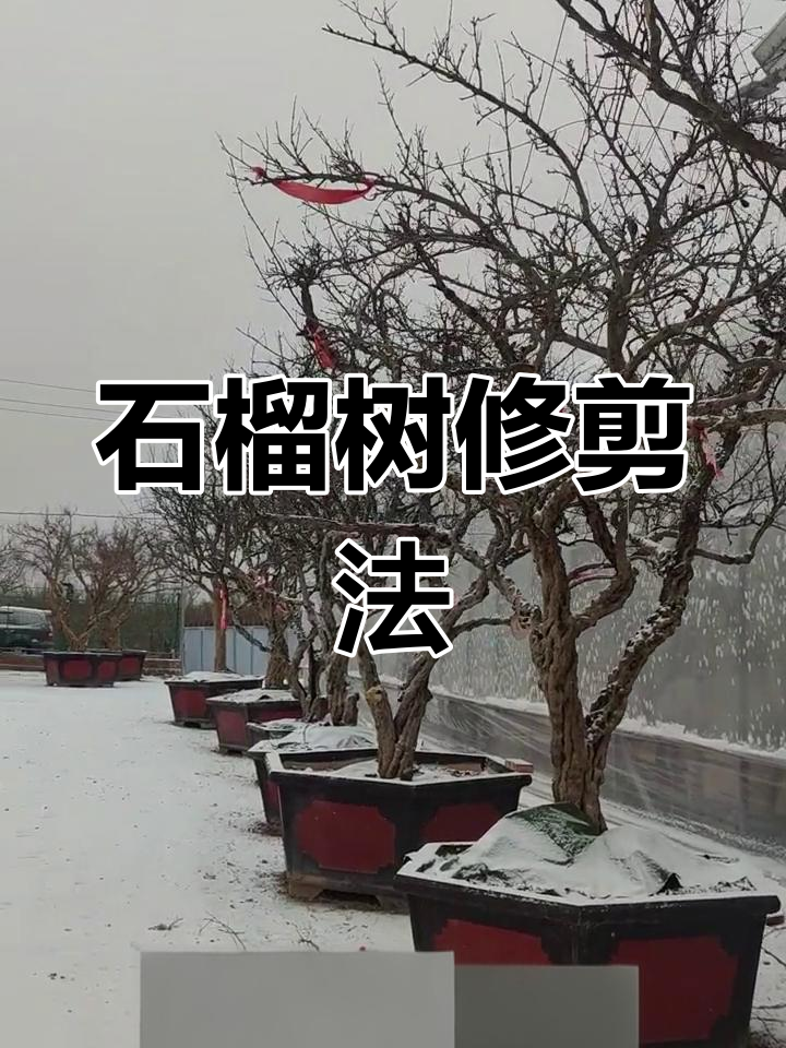 石榴树怎样修剪图片