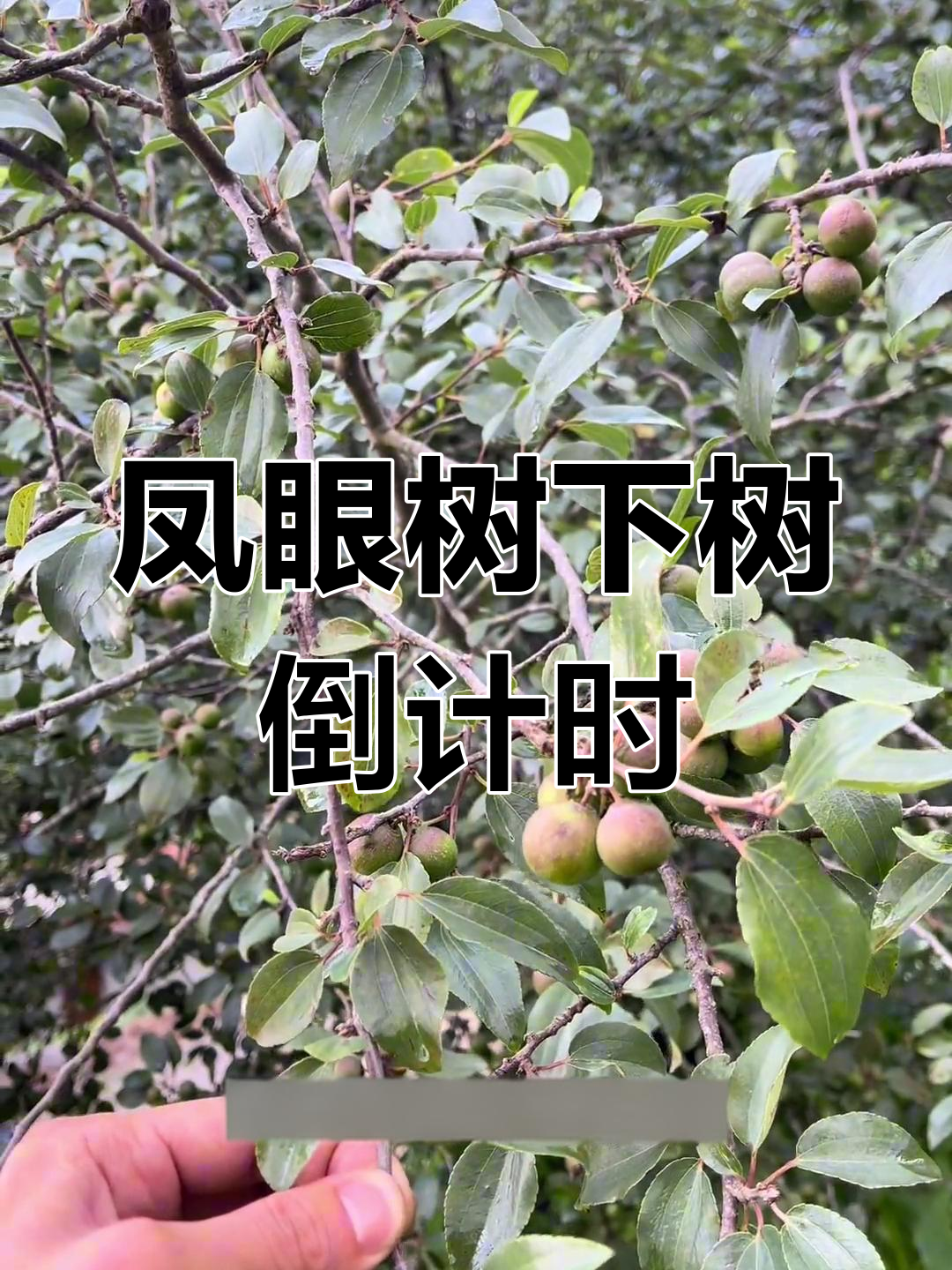 凤眼菩提树揭秘,10天后大批量下树