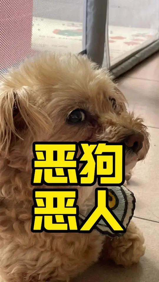 赣州恶犬咬人背后 江西赣州母女逛公园